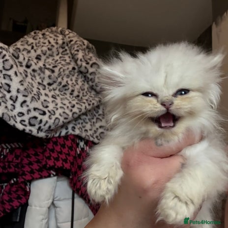 Persian cats 2 Persian silver tipped chinchilla - Advert 5