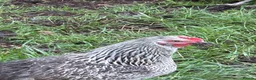 Chickens poultry for sale: Point of lay hens  silver sussex - Advert 21