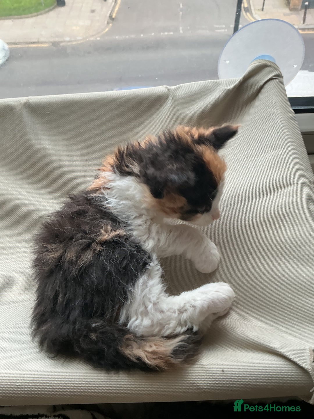 Domestic Shorthair cats for sale: Black-white-Ginger kitten - Advert 3