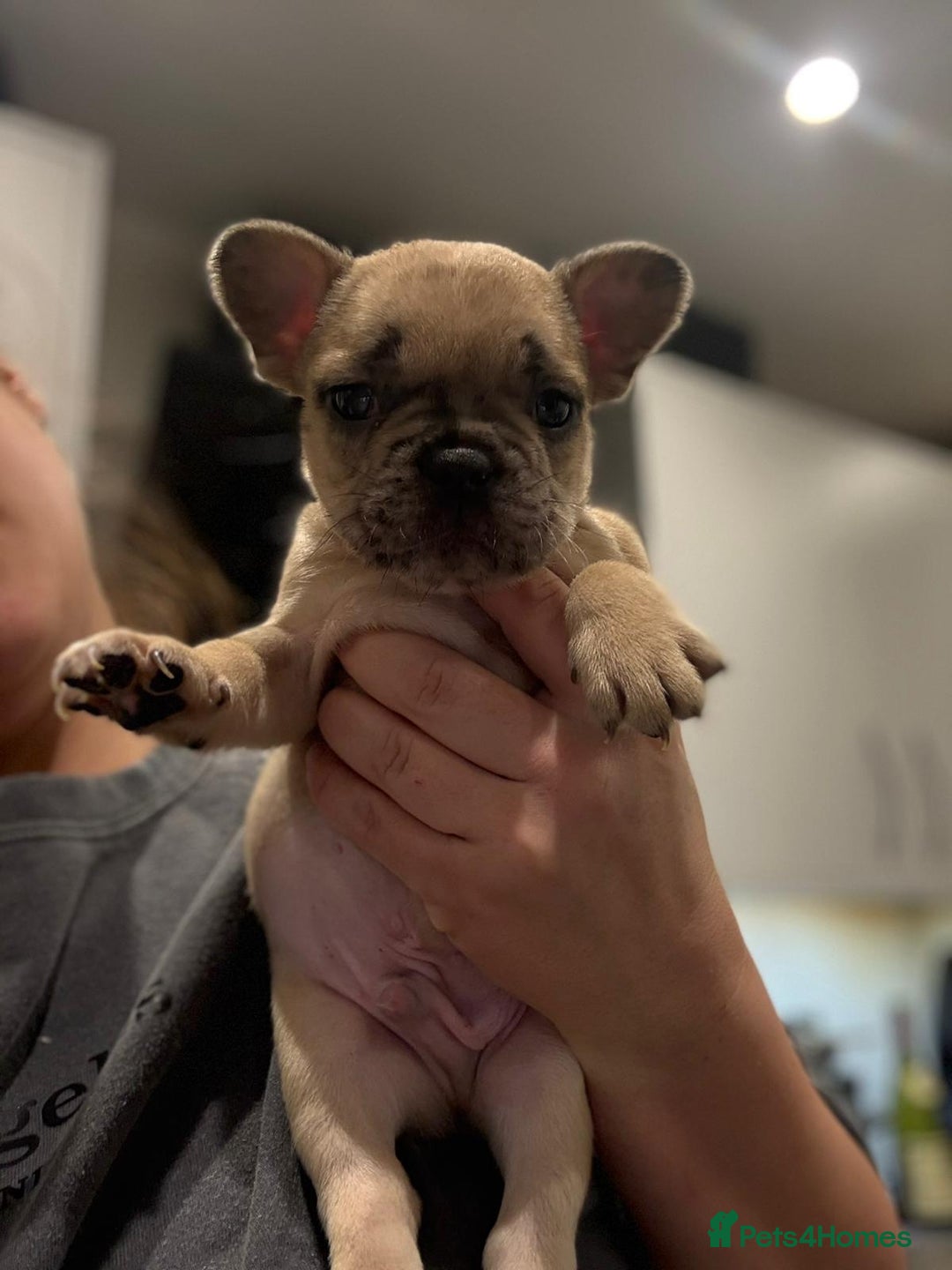 French Bulldog dogs for sale: French bulldog - Image 19