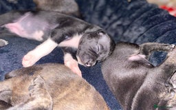 Staffordshire Bull Terrier dogs for sale: Beautiful tri and brindle staffy pups - Image 12