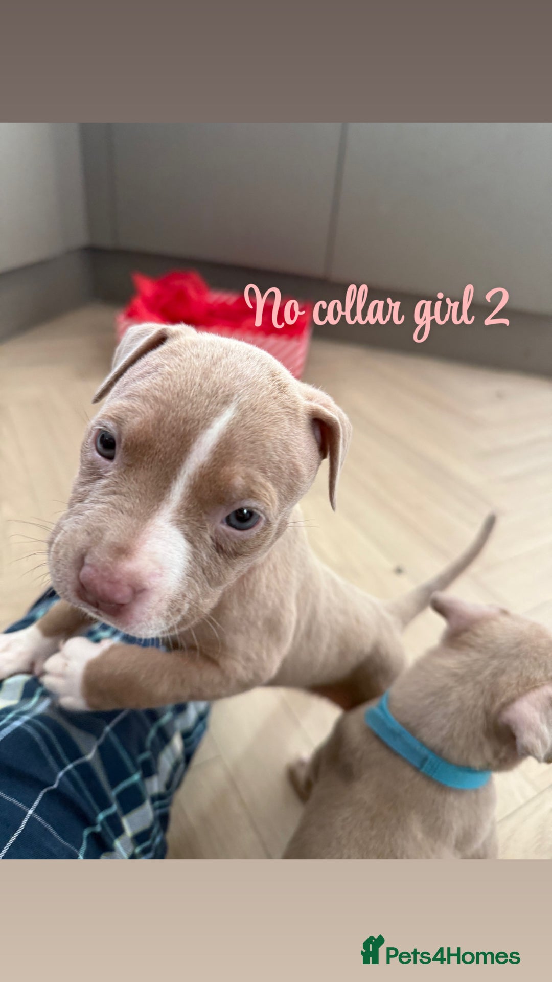 American Bully dogs for sale: 8 gorgeous American Bully pups 🐶 - Advert 11