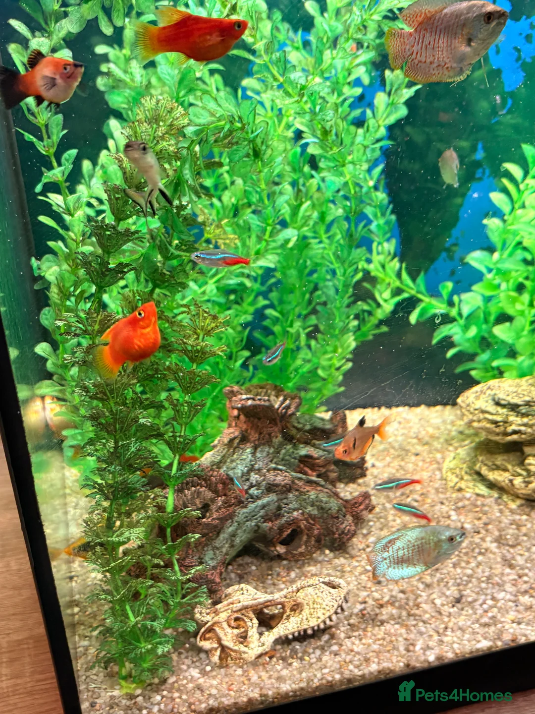 Tetras fish for sale: Community Fish - Advert 6