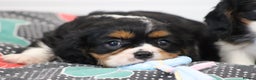Cavalier King Charles Spaniel dogs for sale: Cavalier King Charles Puppies for sale - Advert 30
