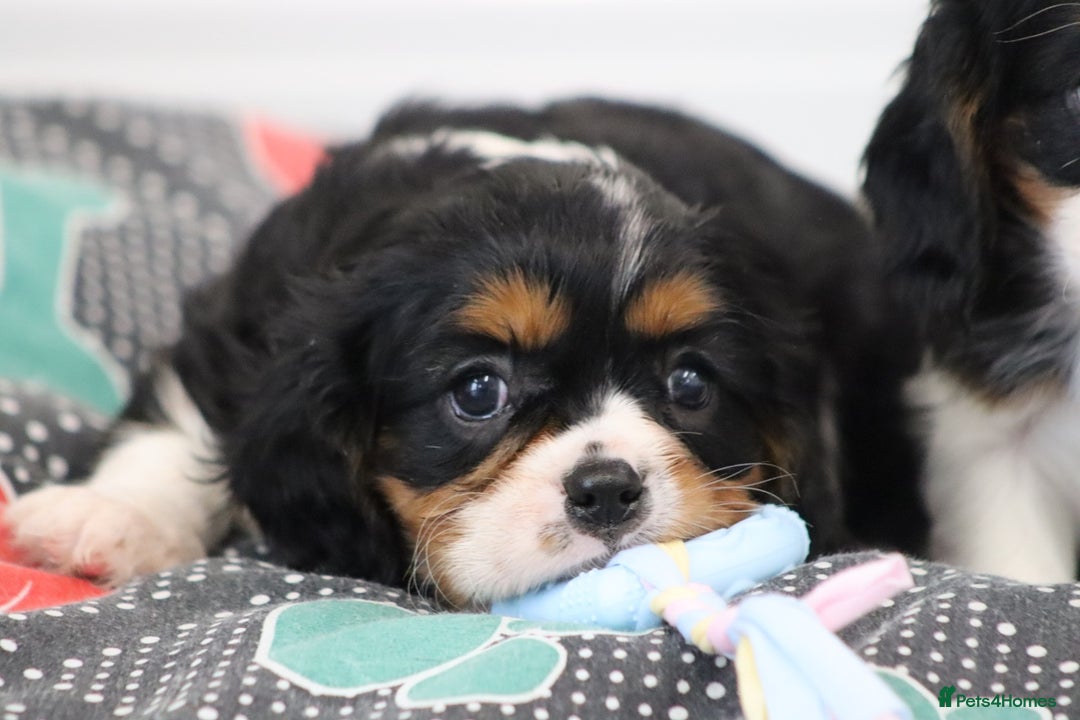 Cavalier King Charles Spaniel dogs for sale: Cavalier King Charles Puppies for sale - Advert 30