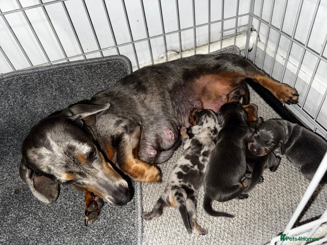 Dachshund dogs for sale: Isabella blue & tan dachshunds - Image 2