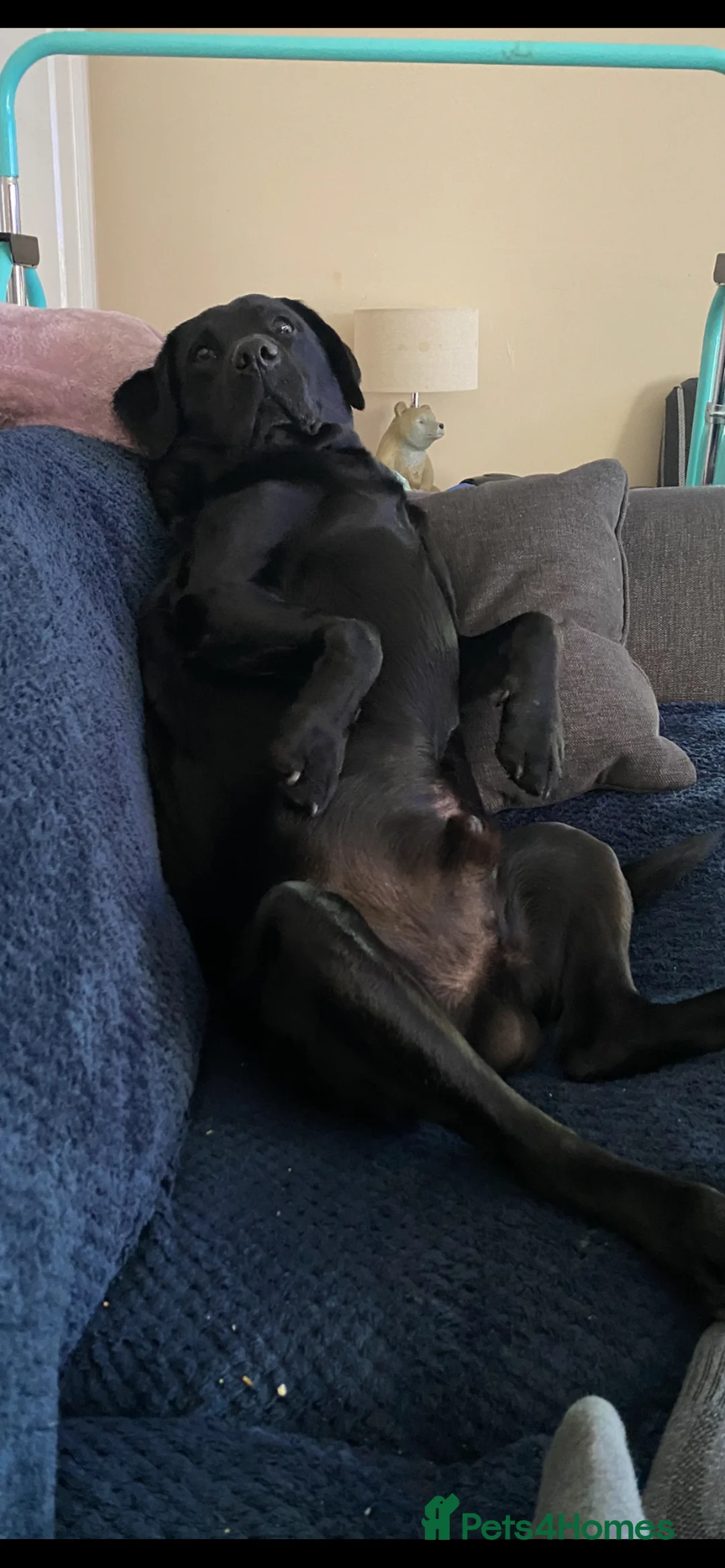 Labrador Retriever dogs for stud: Labrador retriever for stud - Advert 2