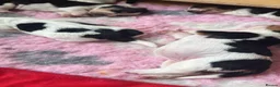 Basset Hound dogs for sale: QUALITY KC LITTER OF BASSET PUPPYS - Advert 9