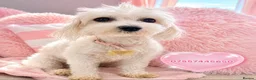 Maltese dogs for sale: Maltese female fully health tested  in Wisbech - Advert 3