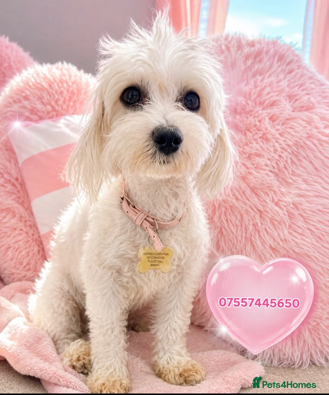 Maltese dogs for sale: Maltese female fully health tested  in Wisbech - Advert 3