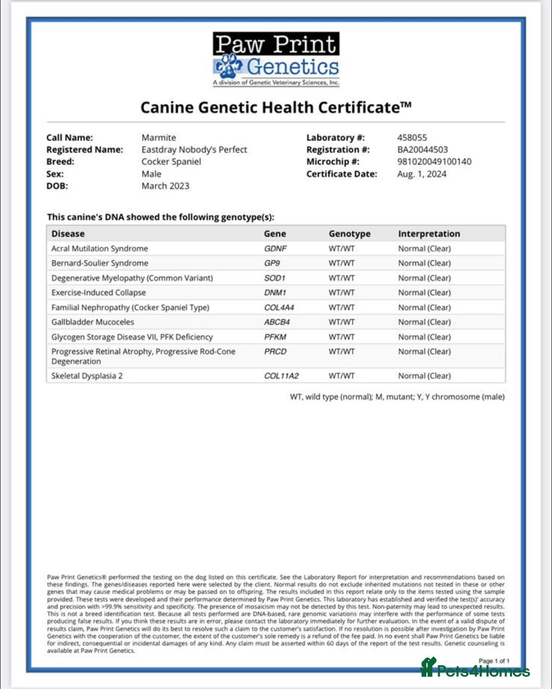 Cocker Spaniel dogs for sale: Kc registered show type cocker spaniels  - Advert 10