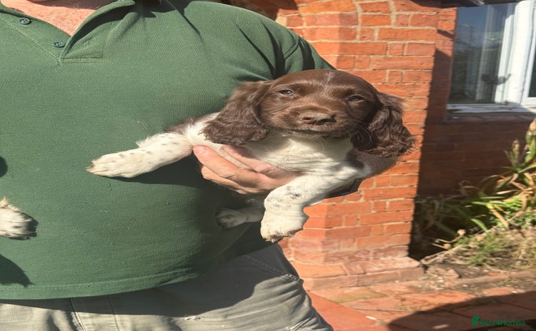 English Springer Spaniel dogs - Advert 11