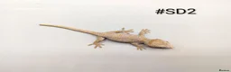 Gecko reptiles for sale: Orange blotch gargoyle gecko cb26 - Advert 5