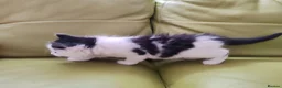 Mixed Breed cats for sale: Kittens  - Advert 20