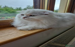 Scottish Fold cats for sale: Scottish fold long hair  - Image 6