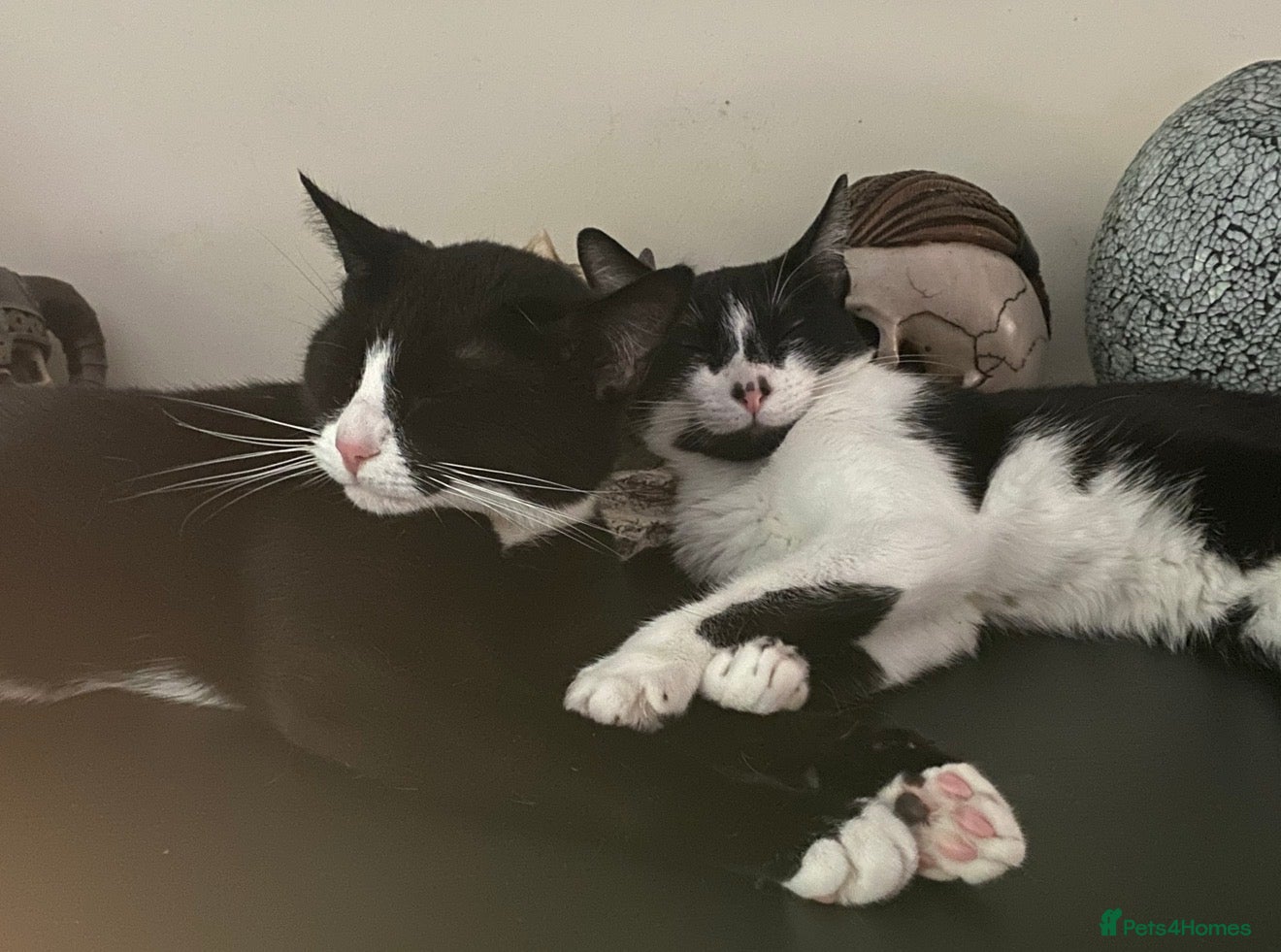 Mixed Breed cats 2 bonded female cats rehoming - Advert 1