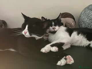 Mixed Breed cats 2 bonded female cats rehoming - Advert 1