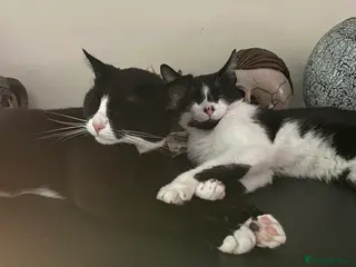 Mixed Breed cats 2 bonded female cats rehoming - Advert 23