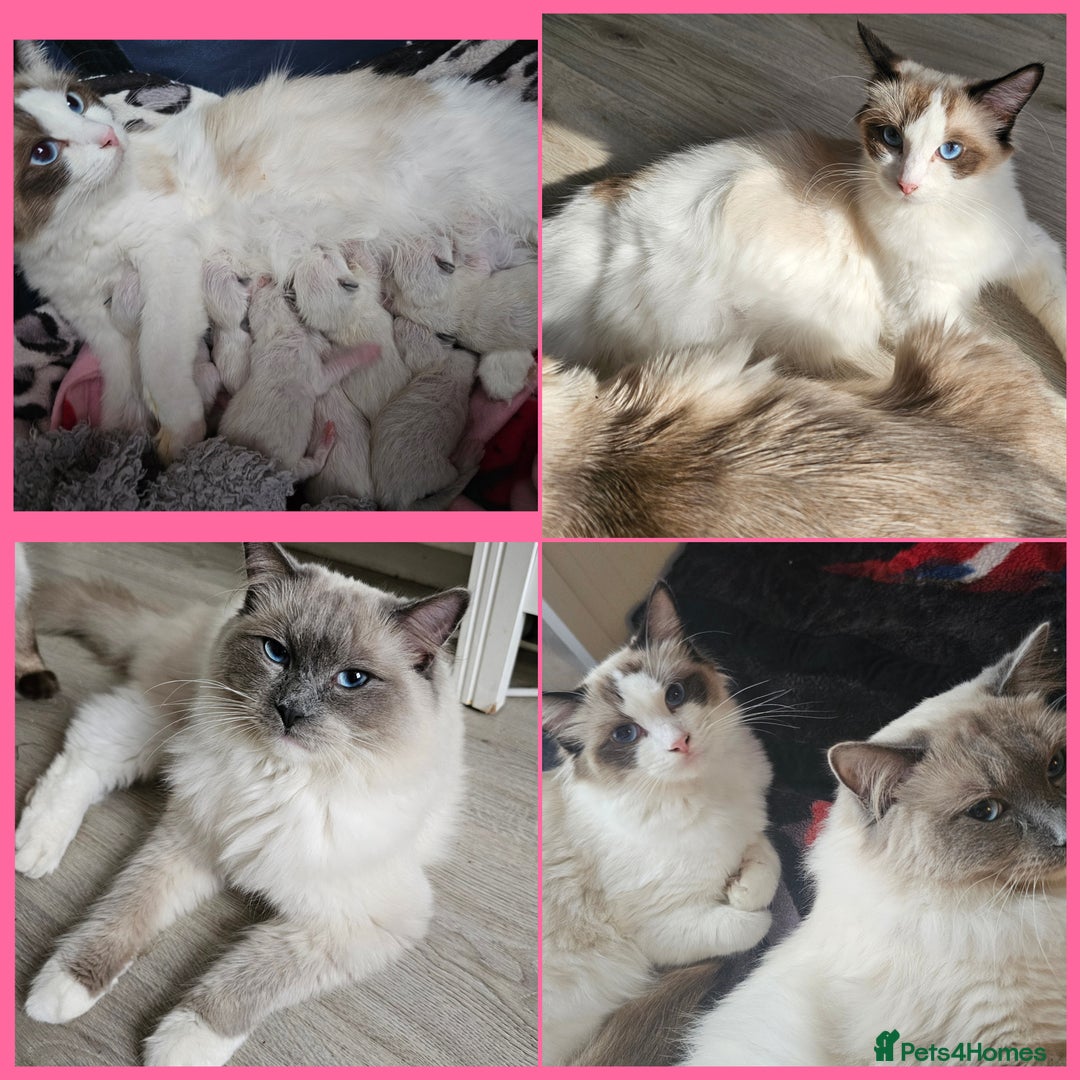 Ragdoll cats for sale:  RAGDOLLS KITTENS🐱😻 1 Boy bicolour available 😻 - Image 10