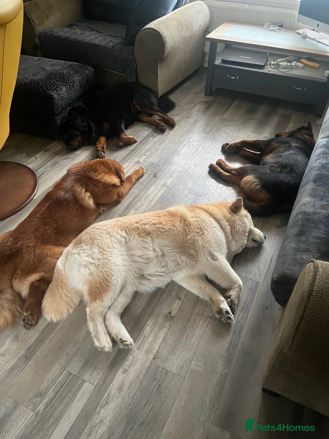 Mixed Breed dogs for sale: 7 month old chow x - Image 5