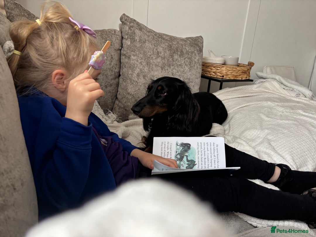 Miniature Dachshund dogs for sale:  long haired miniature dachshund male KC registere - Advert 35