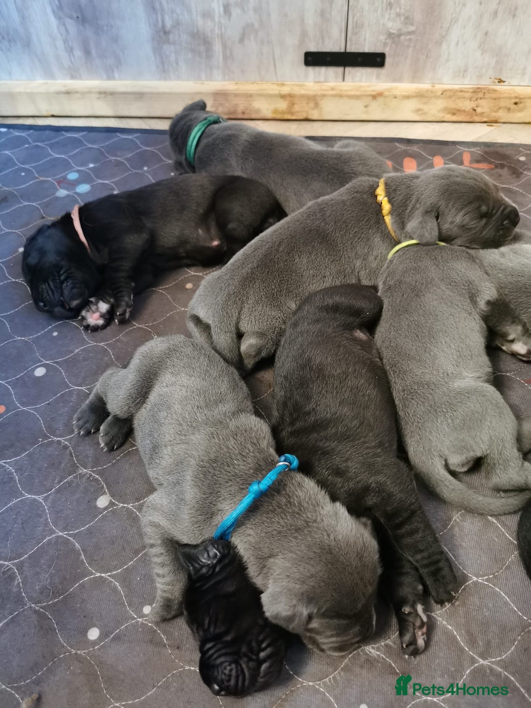 Great Dane dogs for sale: Great Dane pups - Advert 5
