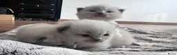 Ragdoll cats for sale: 3 kittens, 5 weeks old - Advert 4