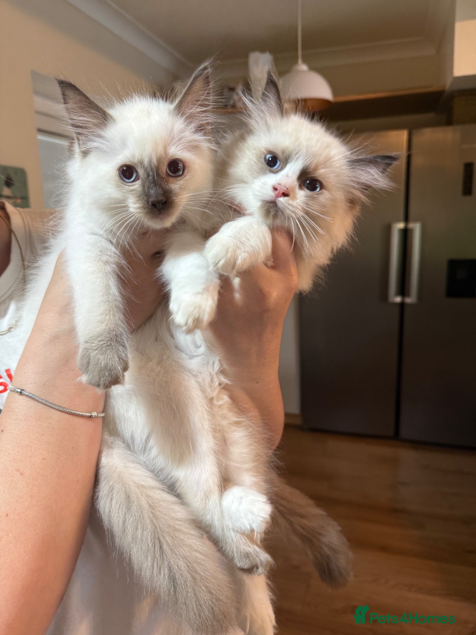 Ragdoll cats READY NOW DNA CLEAR ragdoll kittens  - Advert 4