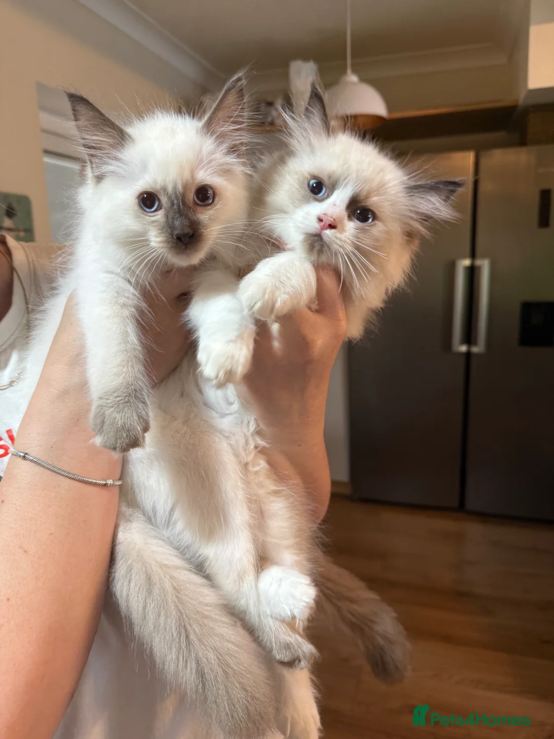 Ragdoll cats for sale: READY NOW DNA CLEAR ragdoll kittens  - Advert 1