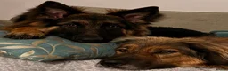 German Shepherd dogs for adoption: Bubbly Miley - Advert 4
