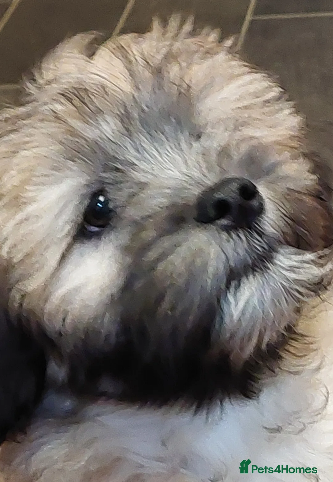 Lhasa Apso dogs for sale: KC REG LHASA APSO PUPS(1 boy left  pale blue) - Advert 20