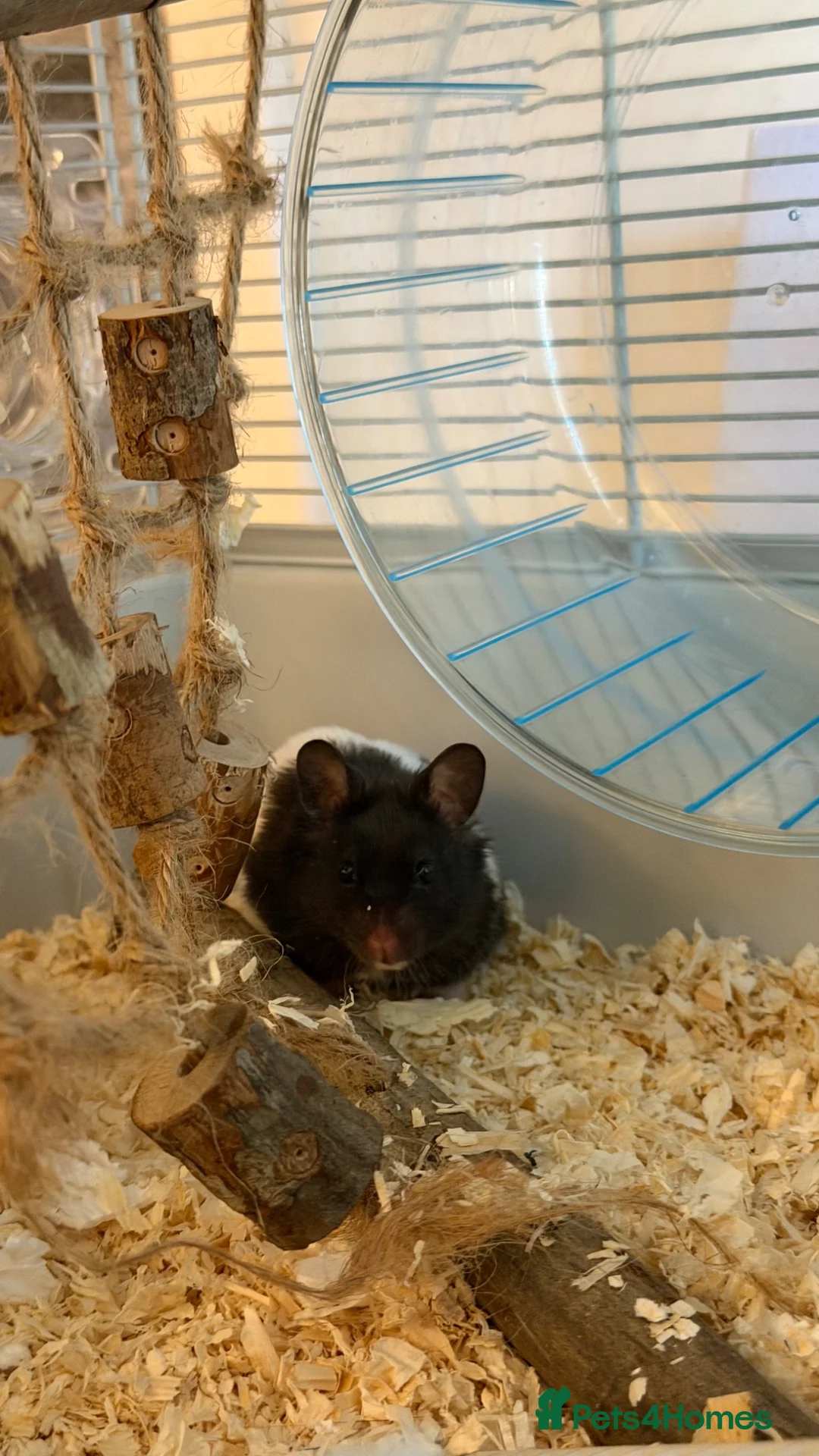 Hamster rodents for sale: Syrian hamster  in Richmond - Advert 1