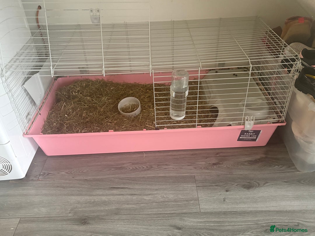 Mixed Breed rabbits for sale: Rabbit  - Advert 4