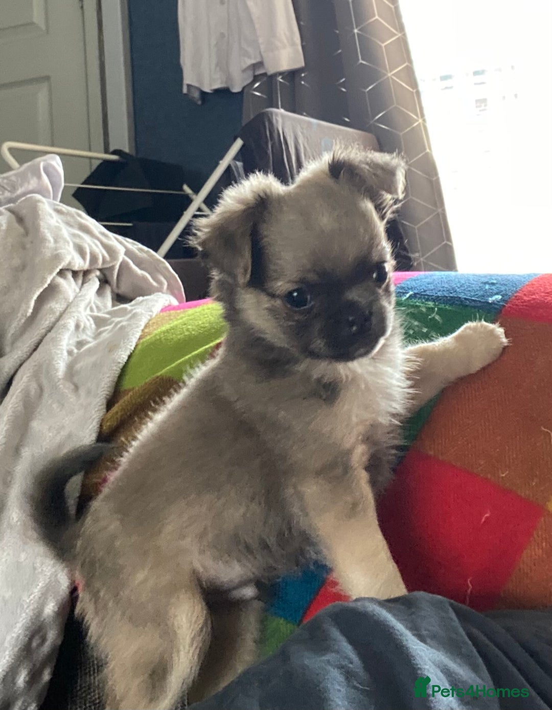 Pug dogs for sale: Litter of fluffy pugs  in Ashton-under-Lyne - Image 9