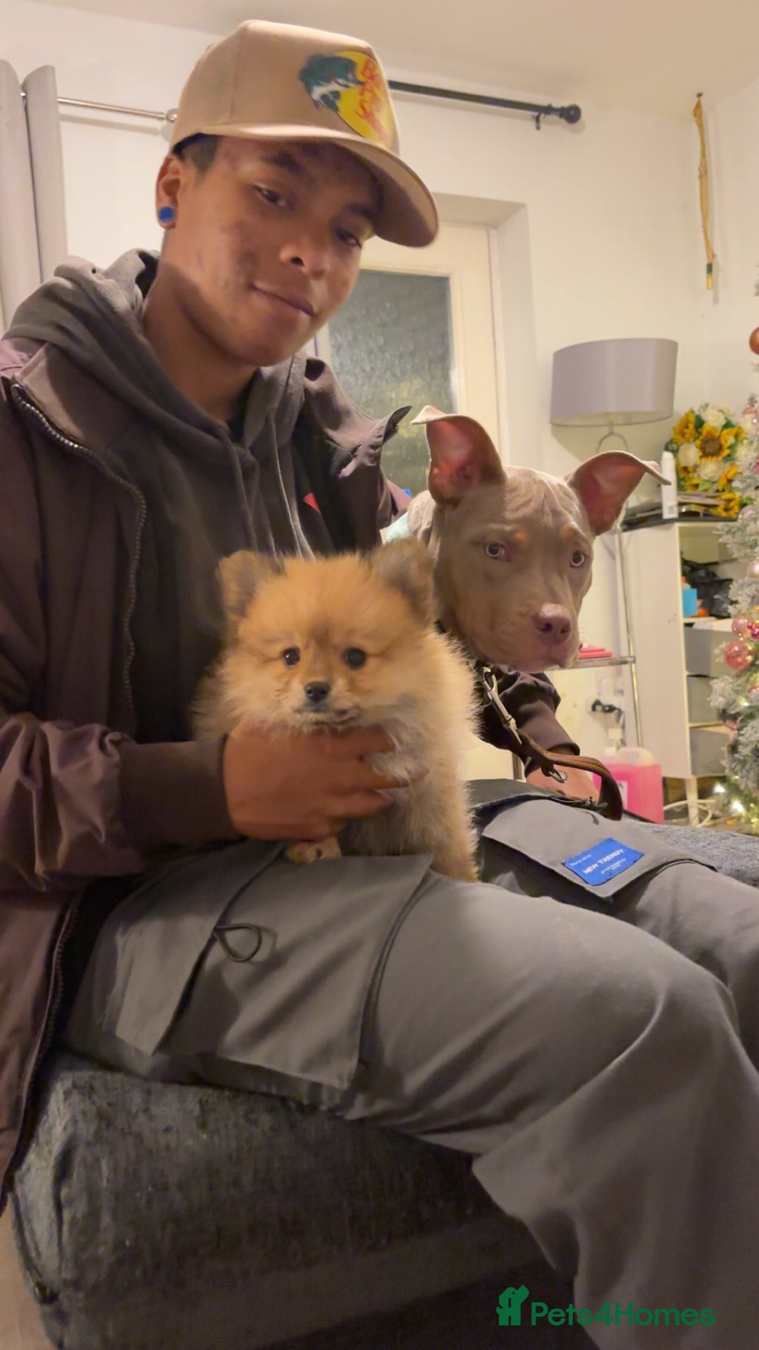 Pomeranian dogs for sale: Pomeranian puppies - Advert 13