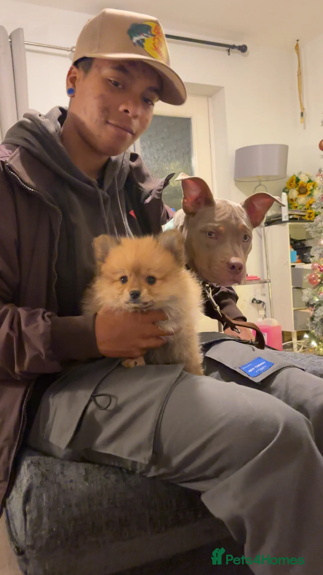 Pomeranian dogs for sale: Pomeranian puppies - Advert 13