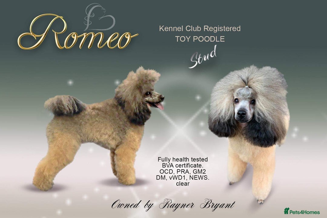 Toy Poodle dogs for stud: Kennel club registered Toy poodle in Hoddesdon - Image 1