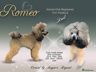 Toy Poodle dogs in Hoddesdon - Advert 18