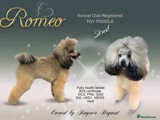 Toy Poodle dogs Kennel club registered Toy poodle in Hoddesdon - Advert 4