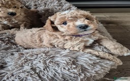 Mixed Breed dogs for sale: ❤️ STUNNING WESTIEPOO PUPS ❤️ - Image 8