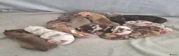 Mixed Breed dogs for sale: Staffy x American Bulldog Puppies - Advert 23