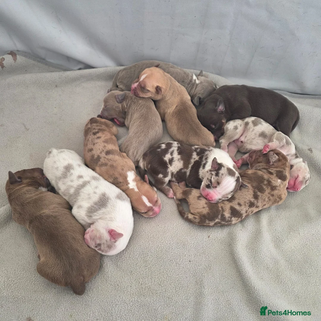 Mixed Breed dogs for sale: Staffy x American Bulldog Puppies - Advert 23