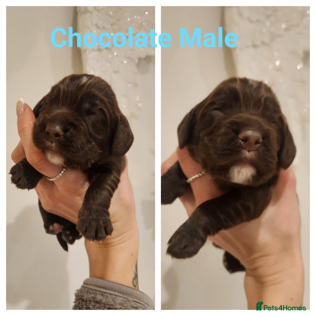 Cocker Spaniel dogs for sale: Stunning KC working cocker spaniel puppies  - Advert 5