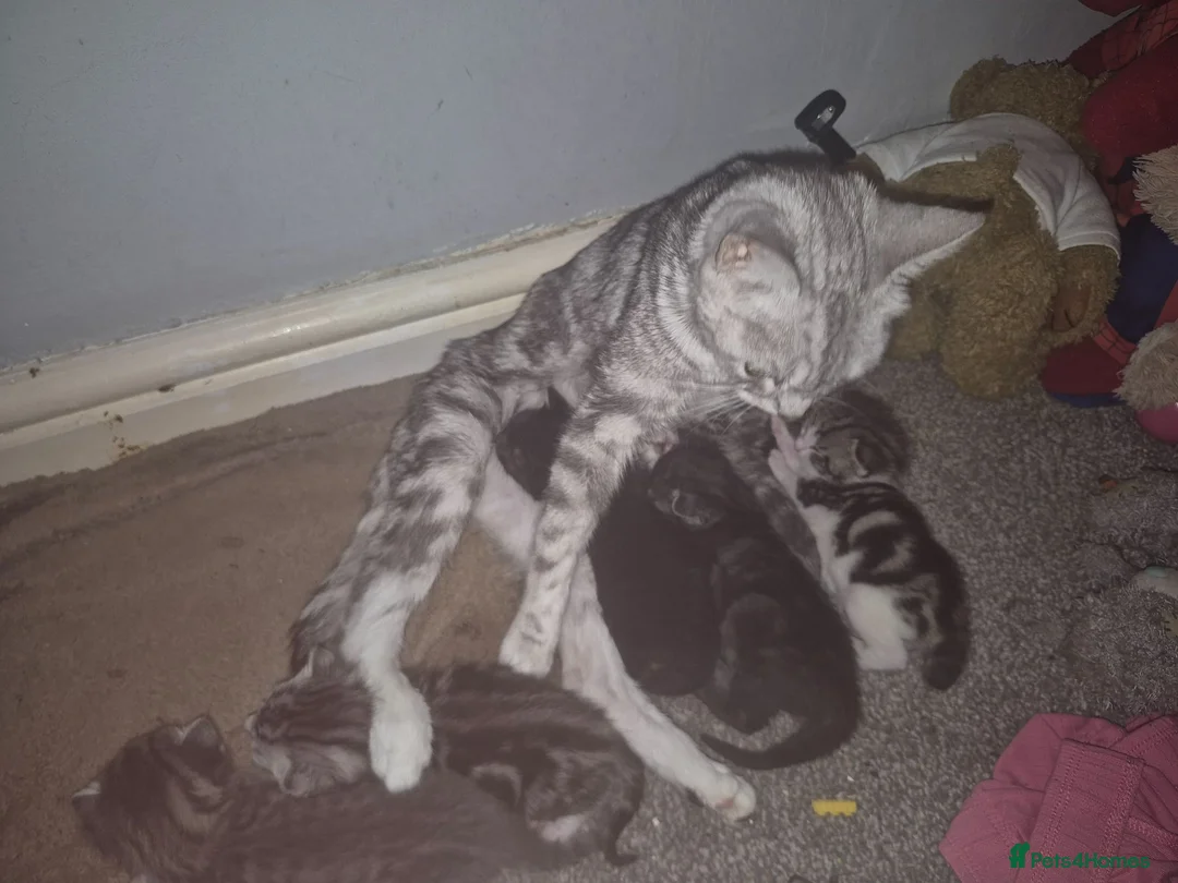 Russian Blue cats for sale: Stunning kittens for sale - Advert 1