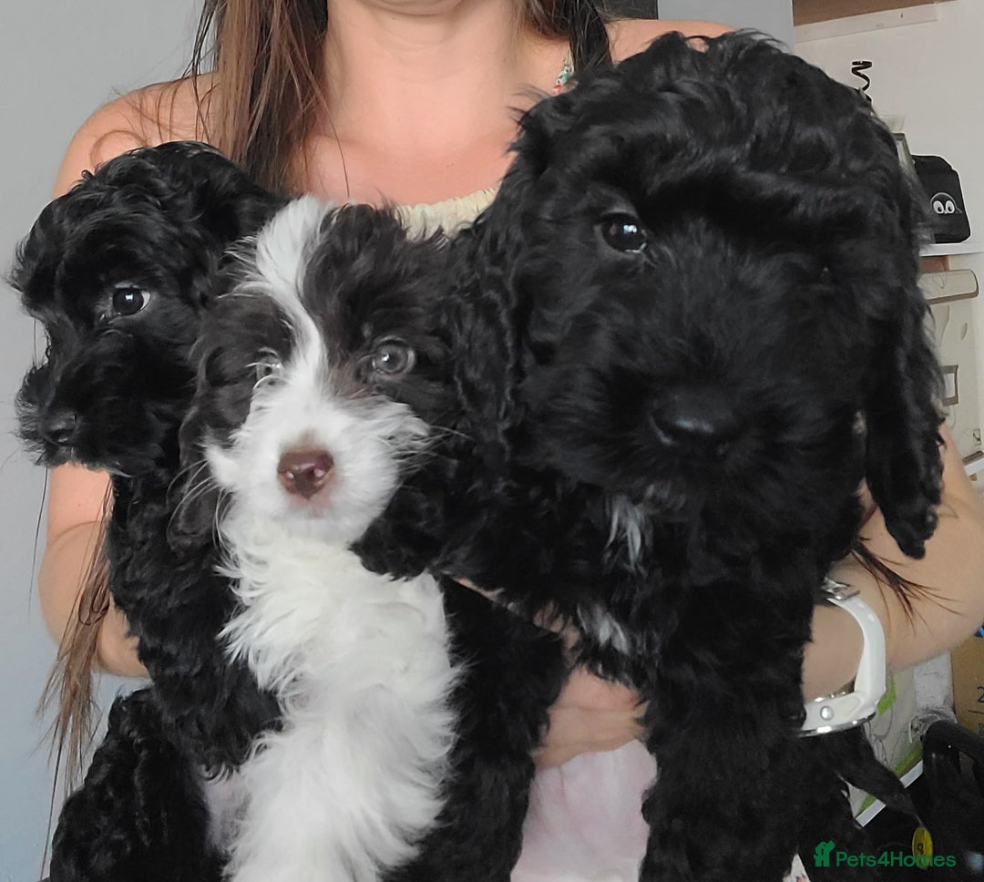 Cockapoo dogs for sale: LAST BOY. F1 Cockapoo. DNA Health Tested  in Pershore - Image 12