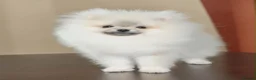 Pomeranian dogs for sale: Beautiful girl in London - Advert 6