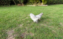 Chickens poultry for sale: Gorgeous Lavender Bantam Cockerel - Image 3