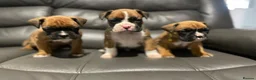 Boxer dogs for sale: Boxer puppies available to reserve  - Advert 2