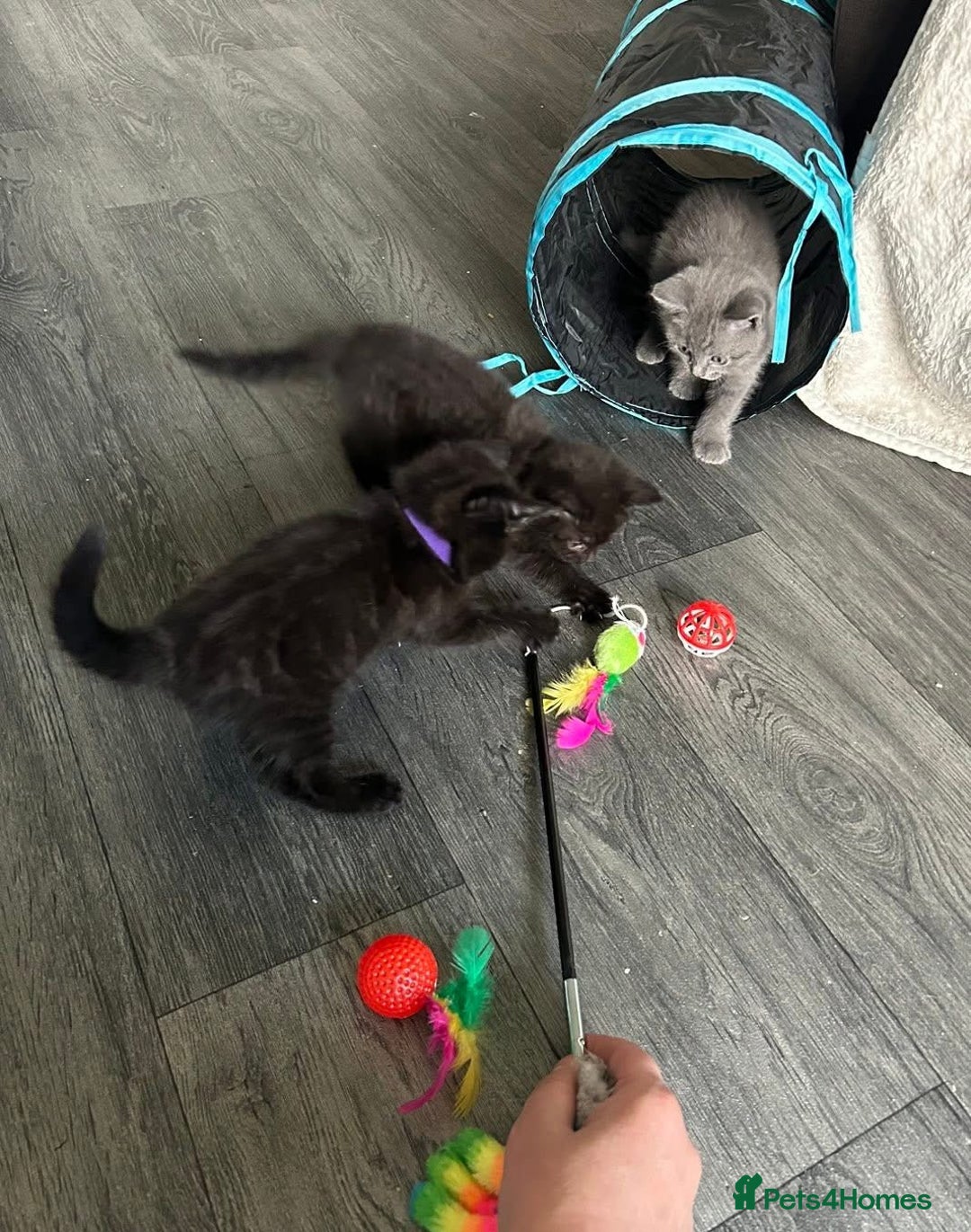 British Longhair cats for sale: PEDIGREE BRITISH SHORTHAIR KITTENS ! Ready to Go  - Image 1