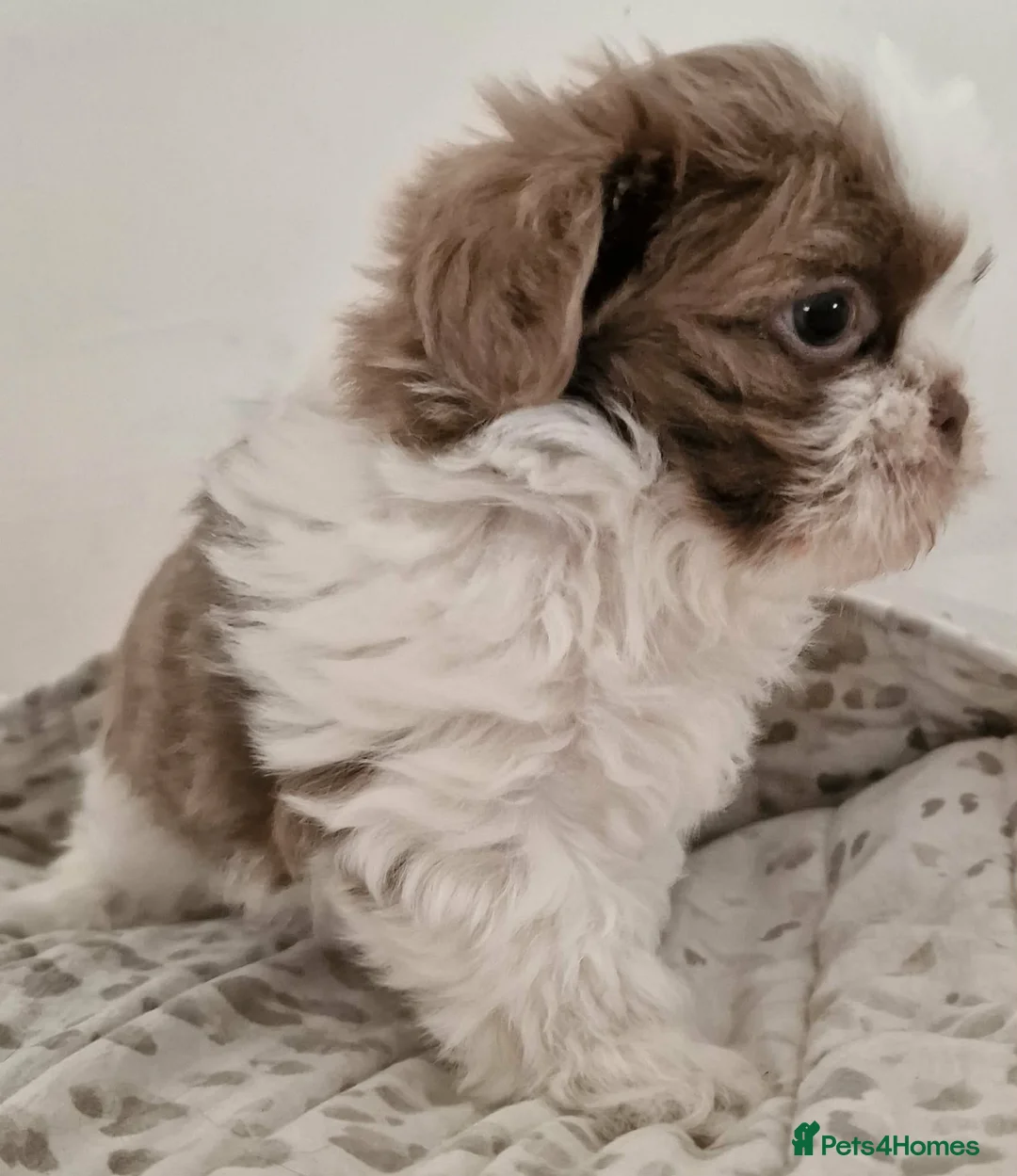Shihpoo dogs for sale: Superb lilac Imperial Shihpoos - Advert 2